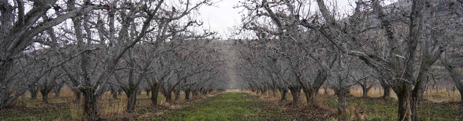 Janis Rd. Riverside, Tonasket, Washington 98855, 0 , 0 ,0,Agricultural Land,For Sale,Janis Rd. Riverside,0,289153