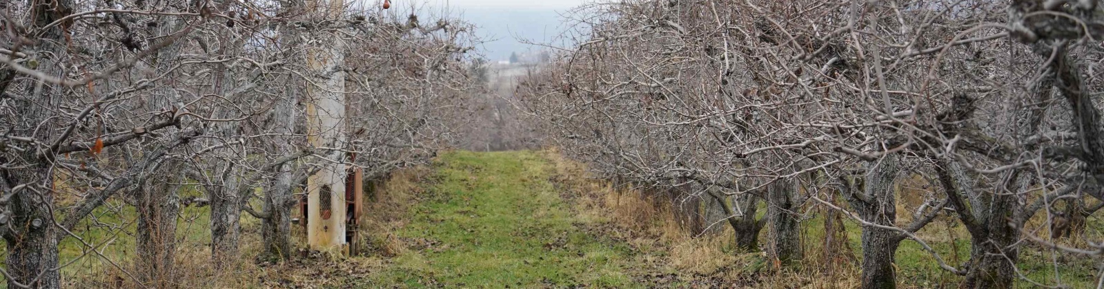 Janis Rd. Riverside, Tonasket, Washington 98855, 0 , 0 ,0,Agricultural Land,For Sale,Janis Rd. Riverside,0,289153