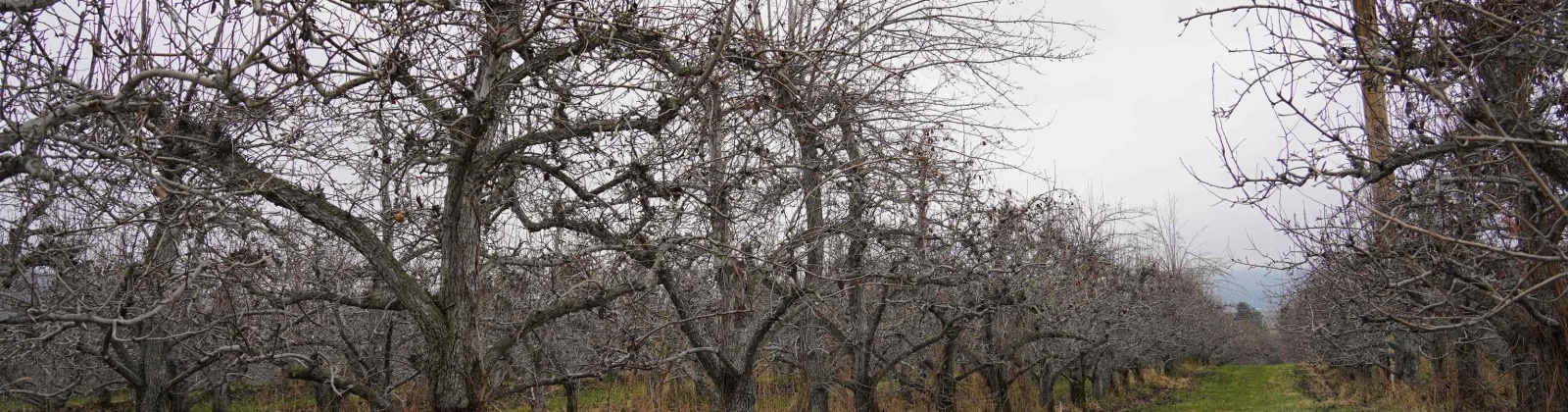 Janis Rd. Riverside, Tonasket, Washington 98855, 0 , 0 ,0,Agricultural Land,For Sale,Janis Rd. Riverside,0,289153