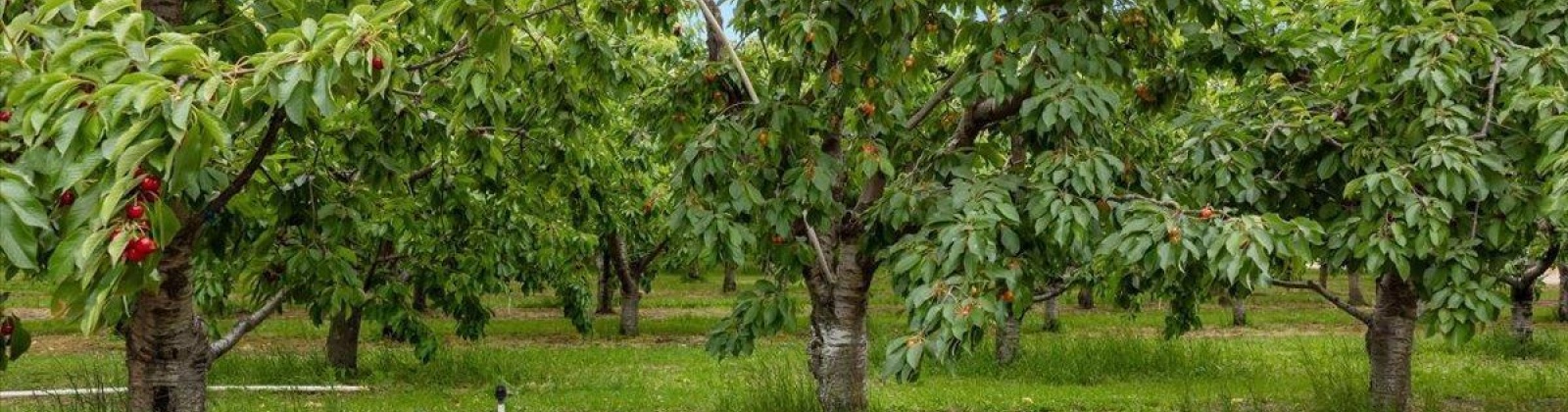 Old Inland HWY, Prosser, Washington 99350, 3 Bedrooms Bedrooms, 0 ,3 BathroomsBathrooms,Manufactured Homes,For Sale,Old Inland HWY,0,289164