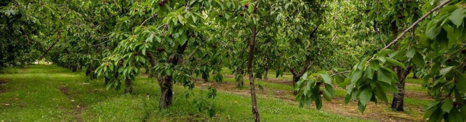 Old Inland HWY, Prosser, Washington 99350, 3 Bedrooms Bedrooms, 0 ,3 BathroomsBathrooms,Manufactured Homes,For Sale,Old Inland HWY,0,289164