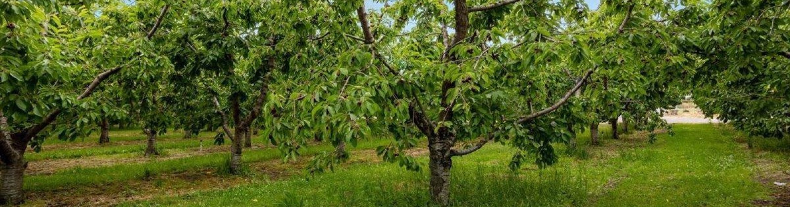 Old Inland HWY, Prosser, Washington 99350, 3 Bedrooms Bedrooms, 0 ,3 BathroomsBathrooms,Manufactured Homes,For Sale,Old Inland HWY,0,289164