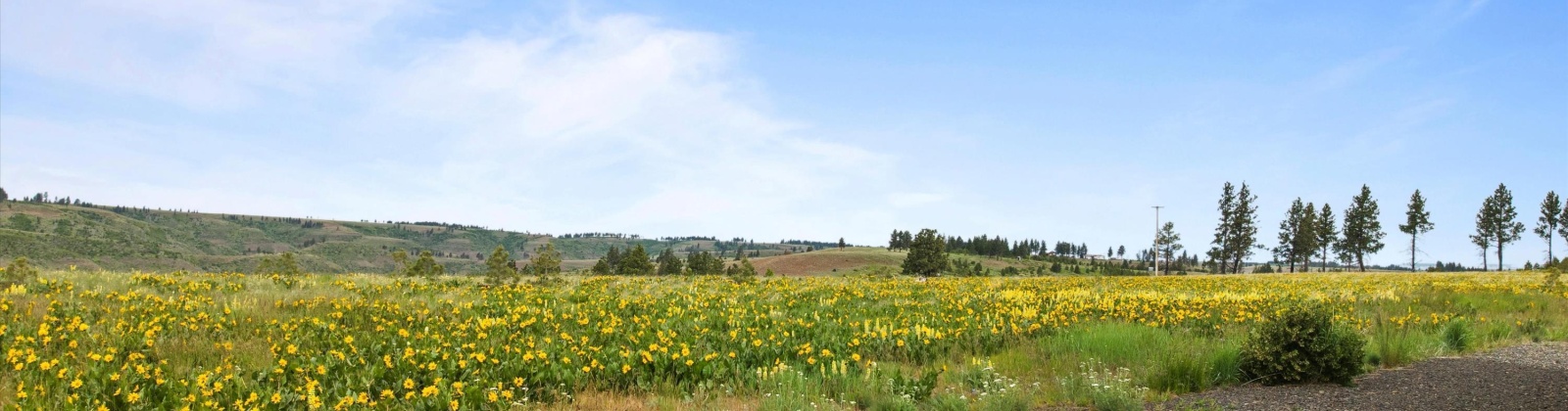 Reservoir Lane, Pomeroy, Washington 99347, 0 , 0 ,0,Land/lots,For Sale,Reservoir Lane,0,286909