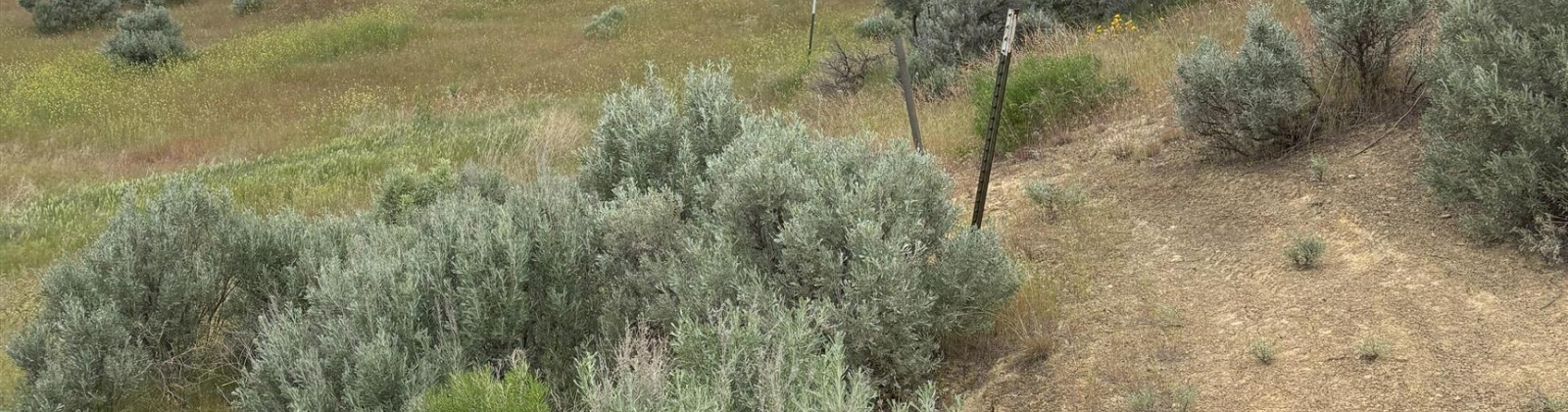 Ringold Road, Eltopia, Washington 99330-0000, 0 , 0 ,0,Agricultural Land,For Sale,Ringold Road,0,289320