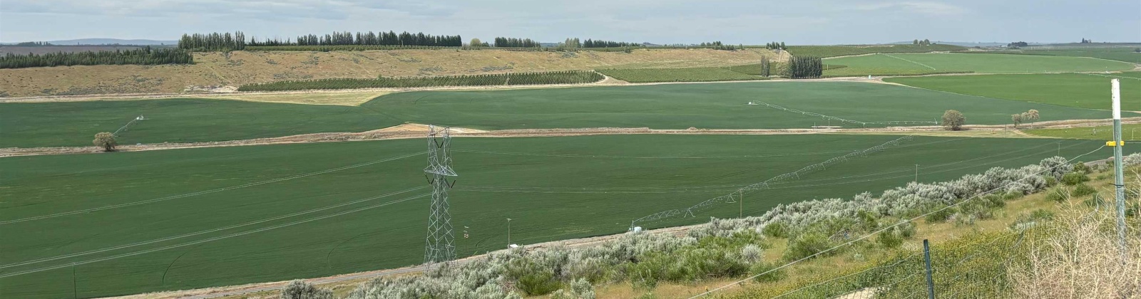 Ringold Road, Eltopia, Washington 99330-0000, 0 , 0 ,0,Agricultural Land,For Sale,Ringold Road,0,289320