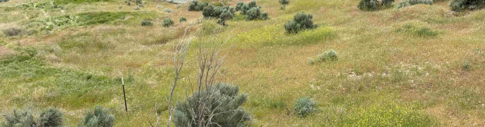 Ringold Road, Eltopia, Washington 99330-0000, 0 , 0 ,0,Agricultural Land,For Sale,Ringold Road,0,289320