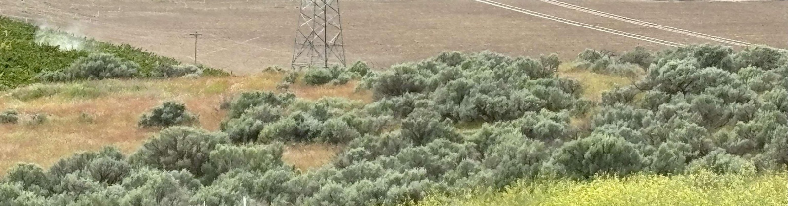 Ringold Road, Eltopia, Washington 99330-0000, 0 , 0 ,0,Agricultural Land,For Sale,Ringold Road,0,289320