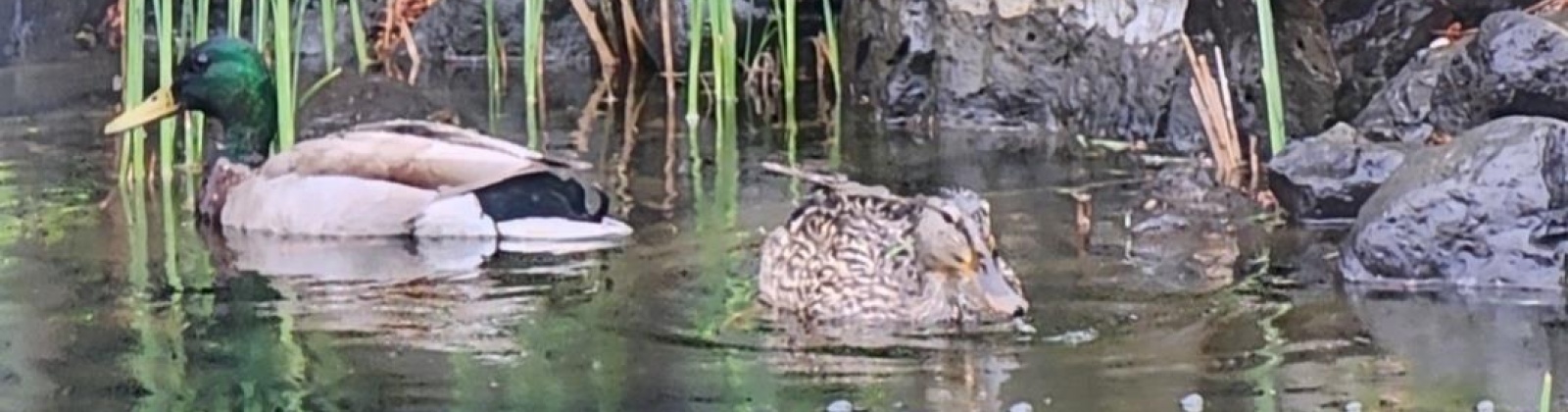 Lancaster Dr., Pasco, Washington 99301, 4 Bedrooms Bedrooms, 0 ,2 BathroomsBathrooms,Houses,For Sale,Lancaster Dr.,0,289371