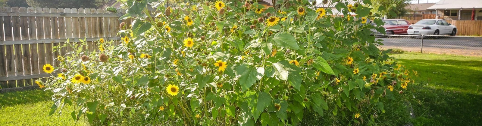 Grant Lp, West Richland, Washington 99354, 2 Bedrooms Bedrooms, 0 ,1 BathroomBathrooms,Houses,For Sale,Grant Lp,0,286375