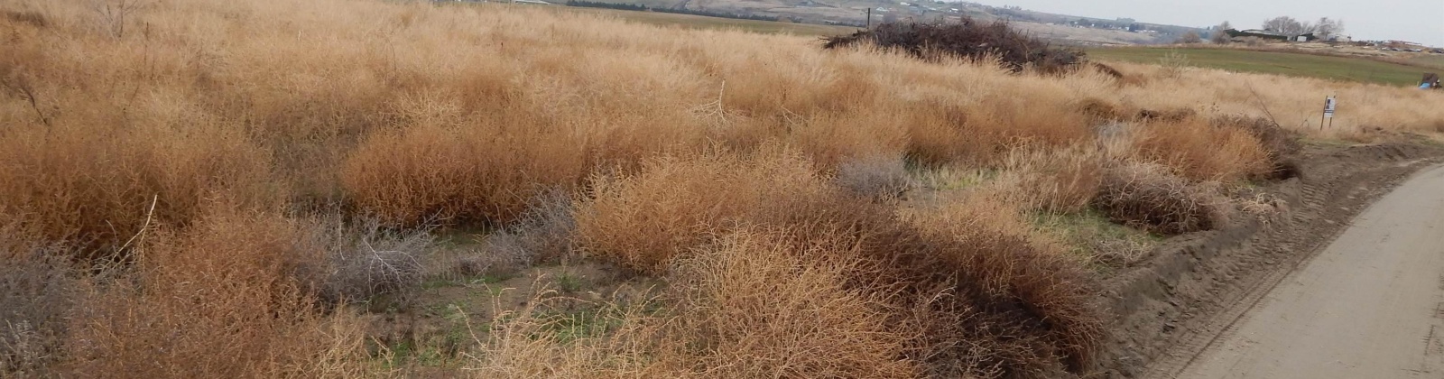 Rebecca Rd, Eltopia, Washington 99330, 0 , 0 ,0,Land/lots,For Sale,Rebecca Rd,0,289602