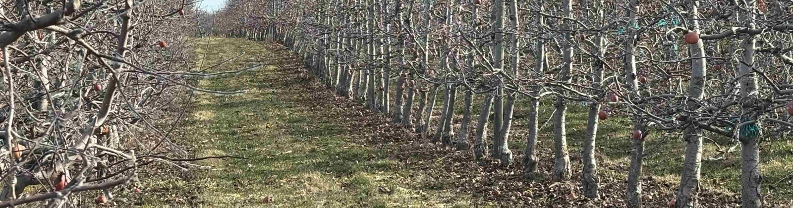 Sagehill Road, Mesa, Washington 99343-0000, 0 , 0 ,0,Agricultural Land,For Sale,Sagehill Road,0,289773