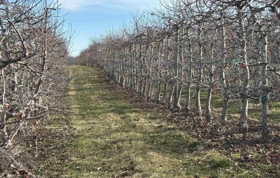 Agricultural Land For Sale