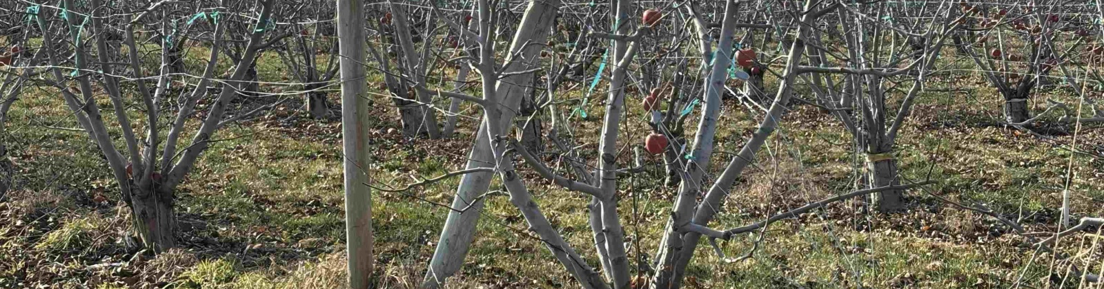 Sagehill Road, Mesa, Washington 99343-0000, 0 , 0 ,0,Agricultural Land,For Sale,Sagehill Road,0,289773