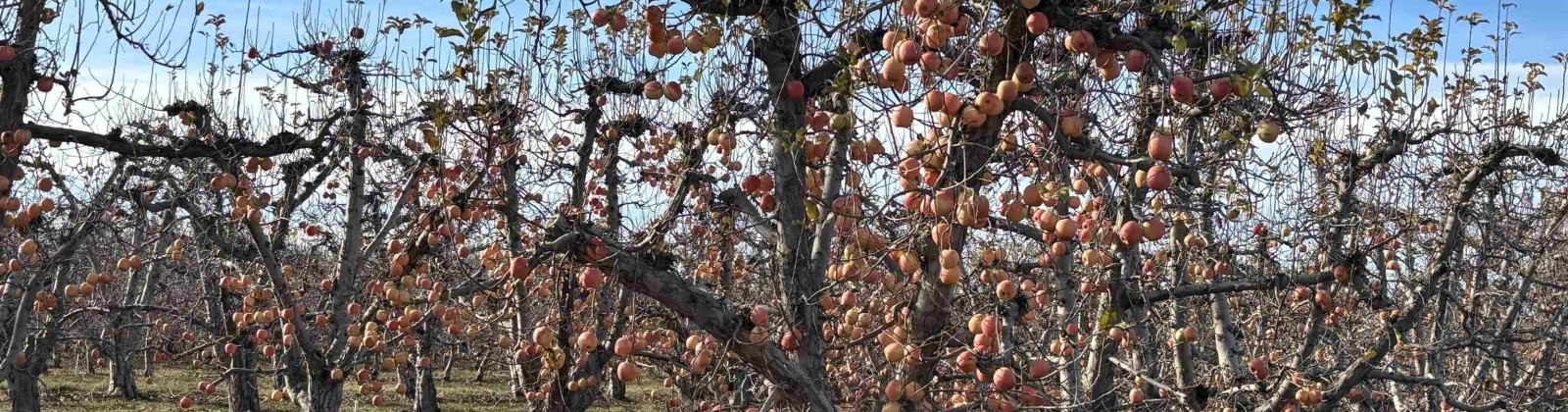 Sagehill Road, Mesa, Washington 99343-0000, 0 , 0 ,0,Agricultural Land,For Sale,Sagehill Road,0,289773