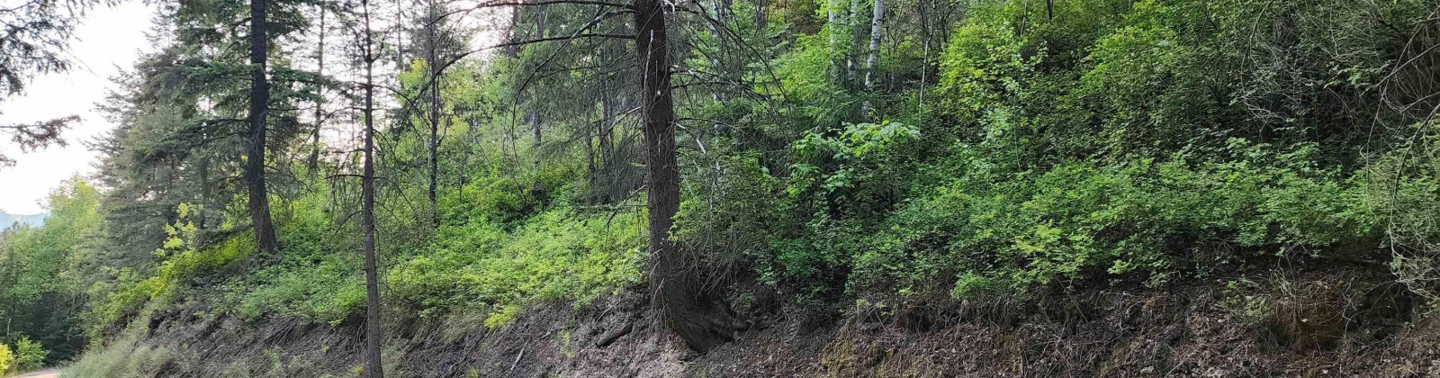 Comstock Mine Rd, Colville, Washington 99114, 0 , 0 ,0,Special Use,For Sale,Comstock Mine Rd,0,270065