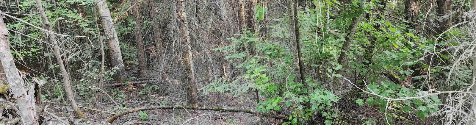 Comstock Mine Rd, Colville, Washington 99114, 0 , 0 ,0,Special Use,For Sale,Comstock Mine Rd,0,270065