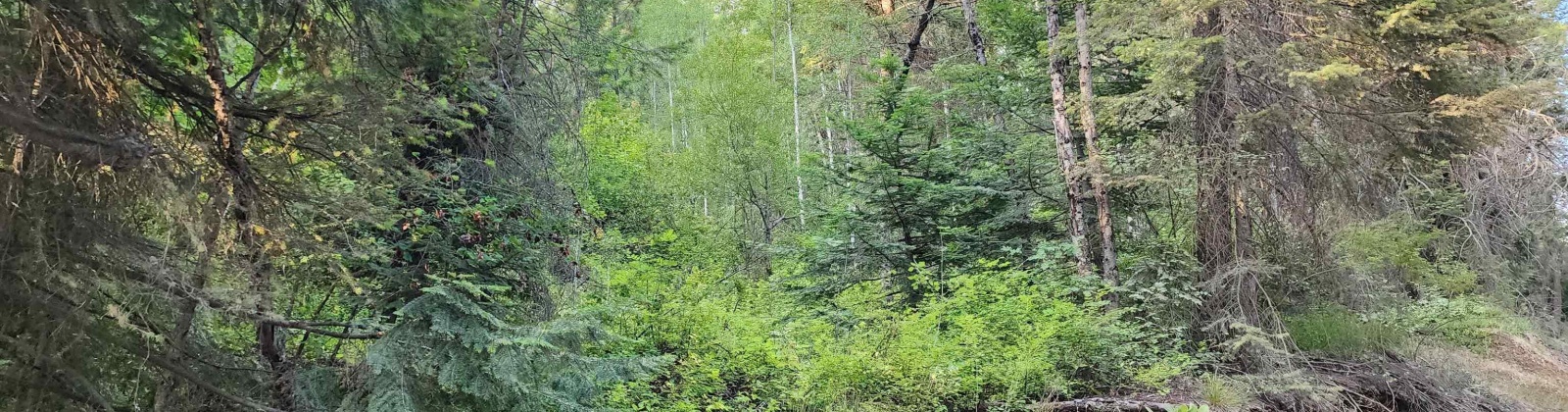 Comstock Mine Rd, Colville, Washington 99114, 0 , 0 ,0,Special Use,For Sale,Comstock Mine Rd,0,270065