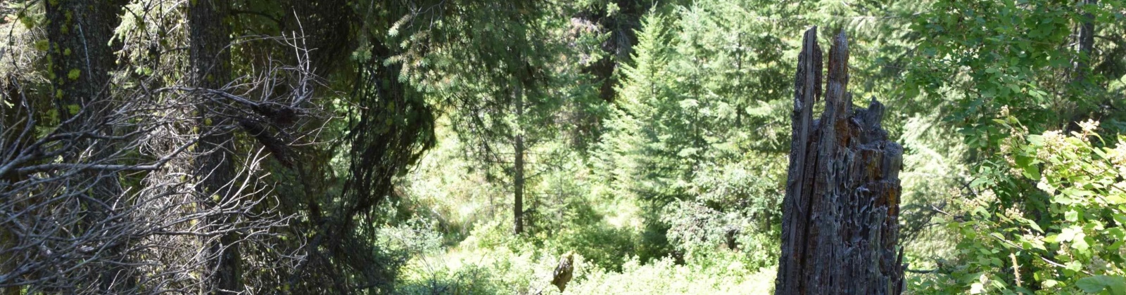 Comstock Mine Rd, Colville, Washington 99114, 0 , 0 ,0,Special Use,For Sale,Comstock Mine Rd,0,270065