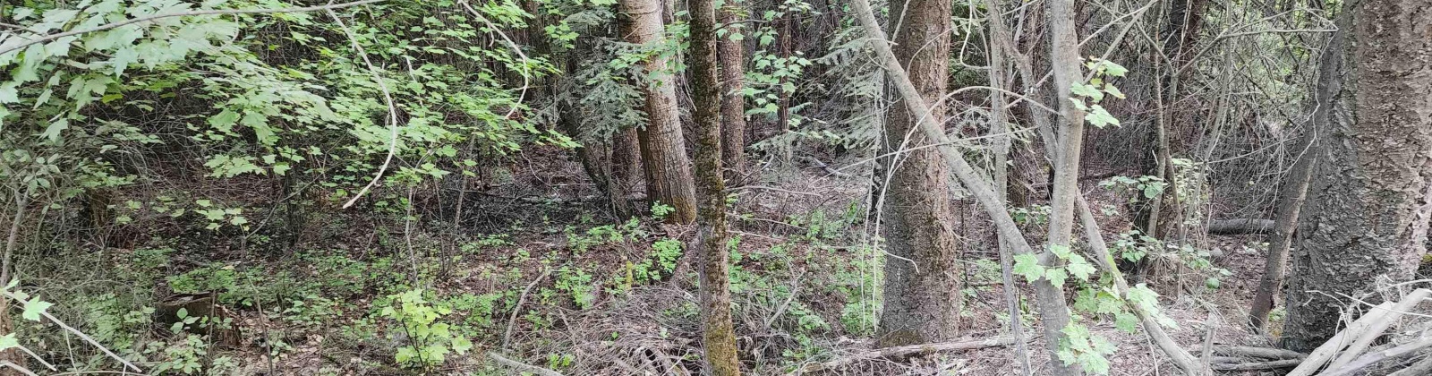 Comstock Mine Rd, Colville, Washington 99114, 0 , 0 ,0,Special Use,For Sale,Comstock Mine Rd,0,270065