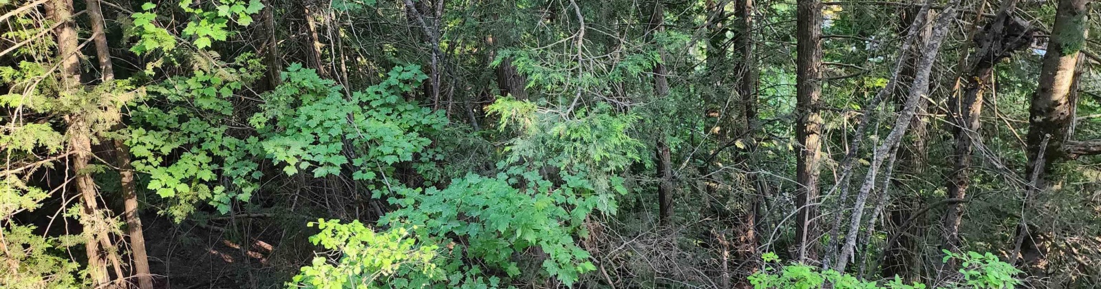 Comstock Mine Rd, Colville, Washington 99114, 0 , 0 ,0,Special Use,For Sale,Comstock Mine Rd,0,270065