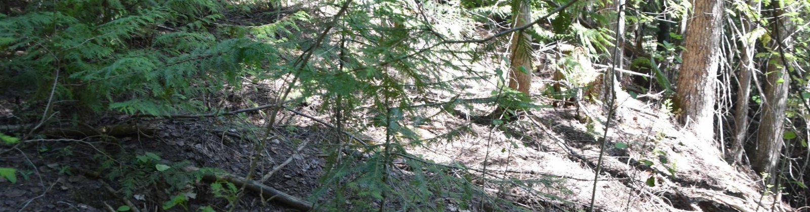 Comstock Mine Rd, Colville, Washington 99114, 0 , 0 ,0,Special Use,For Sale,Comstock Mine Rd,0,270065