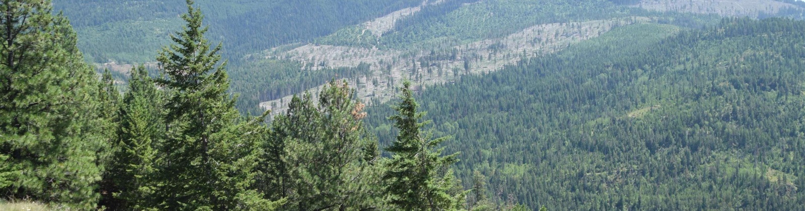 Comstock Mine Rd, Colville, Washington 99114, 0 , 0 ,0,Special Use,For Sale,Comstock Mine Rd,0,270065