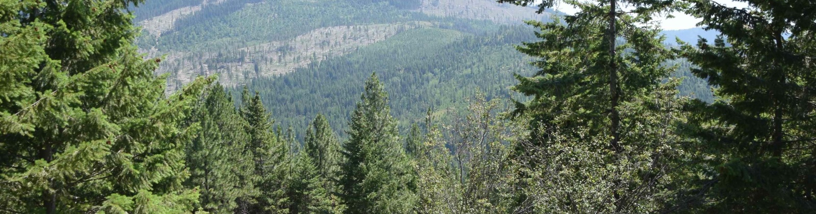 Comstock Mine Rd, Colville, Washington 99114, 0 , 0 ,0,Special Use,For Sale,Comstock Mine Rd,0,270065