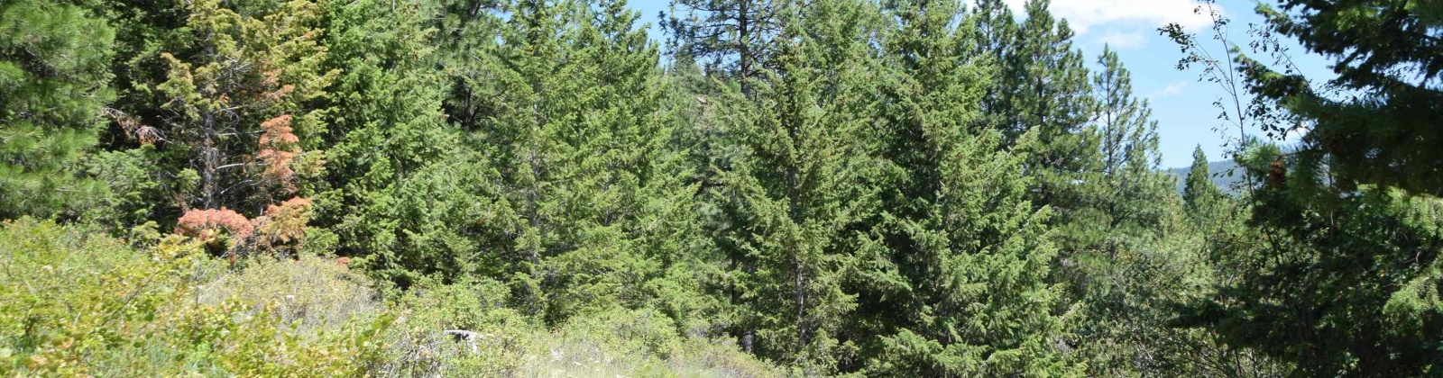 Comstock Mine Rd, Colville, Washington 99114, 0 , 0 ,0,Special Use,For Sale,Comstock Mine Rd,0,270065