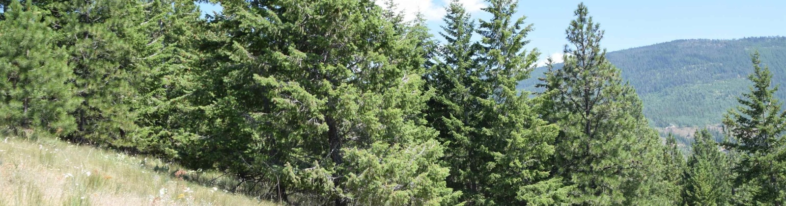 Comstock Mine Rd, Colville, Washington 99114, 0 , 0 ,0,Special Use,For Sale,Comstock Mine Rd,0,270065