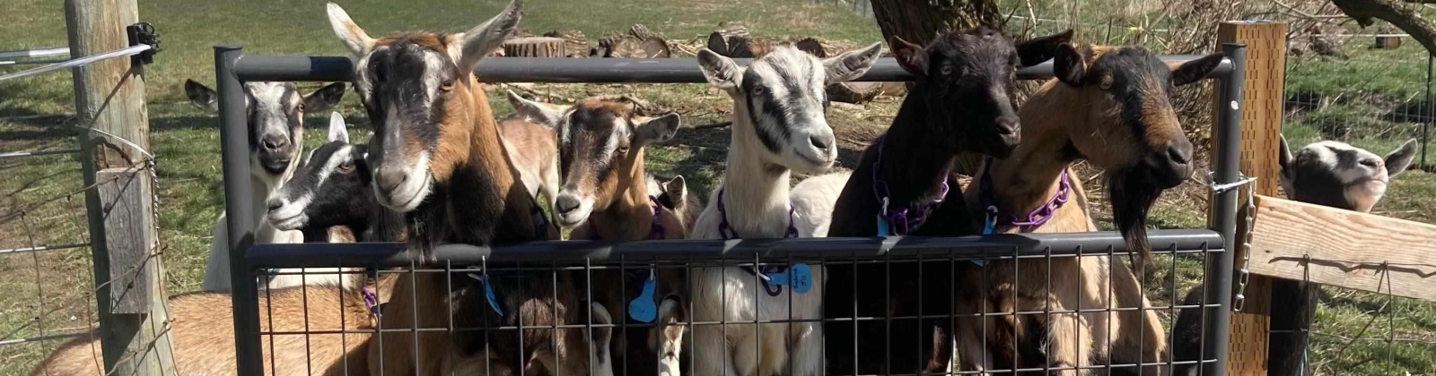 Carothers Rd, Pullman, Washington 99163-9681, 3 Bedrooms Bedrooms, 0 ,1 BathroomBathrooms,Houses,For Sale,Carothers Rd,0,290070