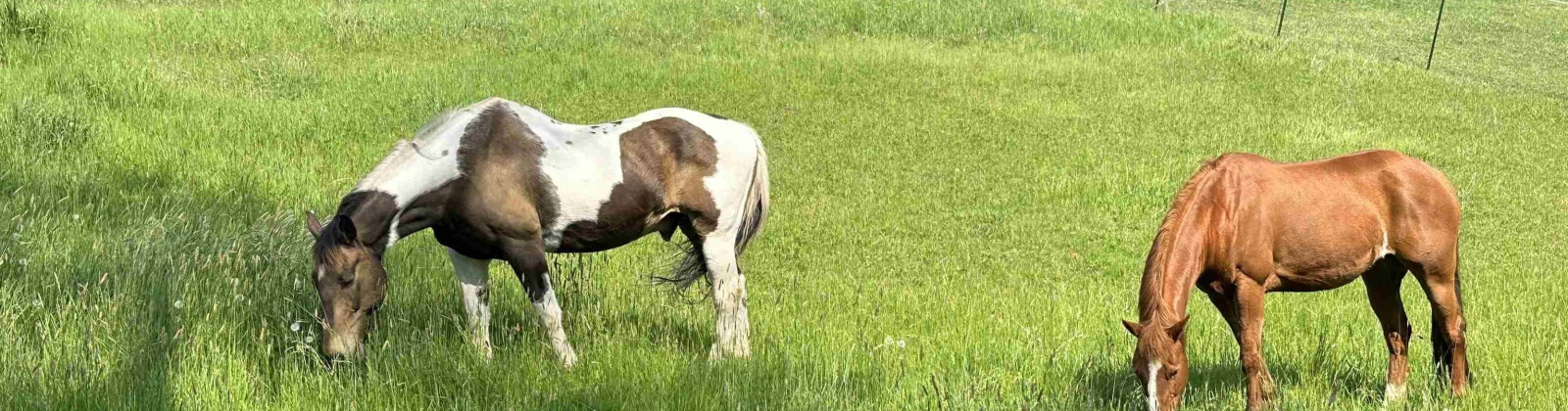 Carothers Rd, Pullman, Washington 99163-9681, 3 Bedrooms Bedrooms, 0 ,1 BathroomBathrooms,Houses,For Sale,Carothers Rd,0,290070