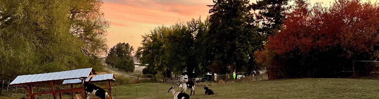 Carothers Rd, Pullman, Washington 99163-9681, 3 Bedrooms Bedrooms, 0 ,1 BathroomBathrooms,Houses,For Sale,Carothers Rd,0,290070