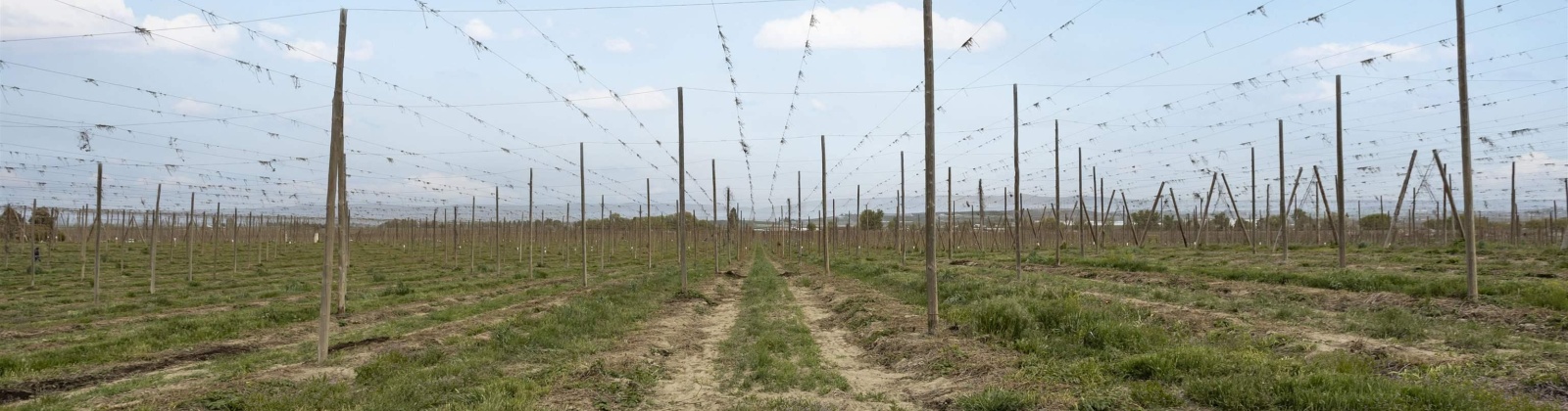 Puterbaugh Rd/Forsell Rd, Grandview, Washington 98930, 0 , 0 ,0,Land/lots,For Sale,Puterbaugh Rd/Forsell Rd,0,280417