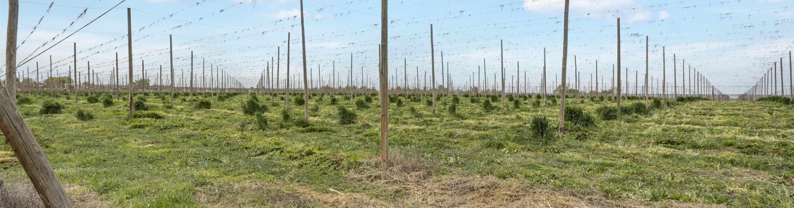 Puterbaugh Rd/Forsell Rd, Grandview, Washington 98930, 0 , 0 ,0,Land/lots,For Sale,Puterbaugh Rd/Forsell Rd,0,280417