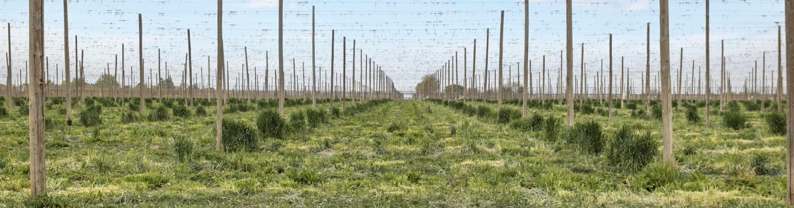 Puterbaugh Rd/Forsell Rd, Grandview, Washington 98930, 0 , 0 ,0,Land/lots,For Sale,Puterbaugh Rd/Forsell Rd,0,280418