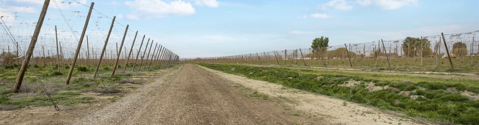 Puterbaugh Rd/Forsell Rd, Grandview, Washington 98930, 0 , 0 ,0,Land/lots,For Sale,Puterbaugh Rd/Forsell Rd,0,280419