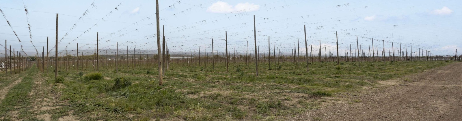 Puterbaugh Rd/Forsell Rd, Grandview, Washington 98930, 0 , 0 ,0,Land/lots,For Sale,Puterbaugh Rd/Forsell Rd,0,280419