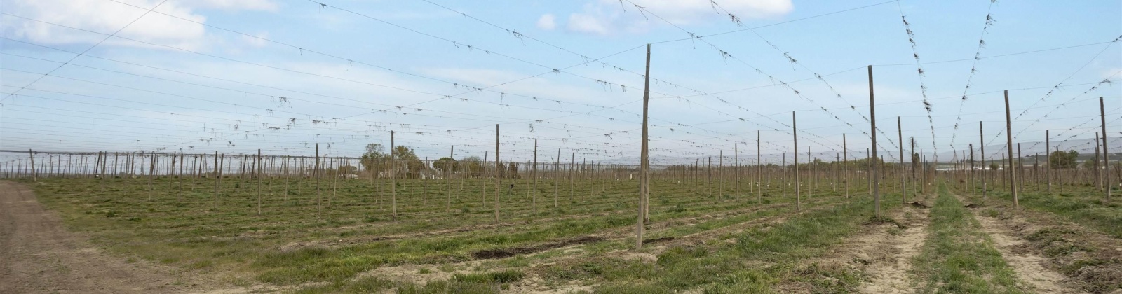 Puterbaugh Rd/Forsell Rd, Grandview, Washington 98930, 0 , 0 ,0,Land/lots,For Sale,Puterbaugh Rd/Forsell Rd,0,280419