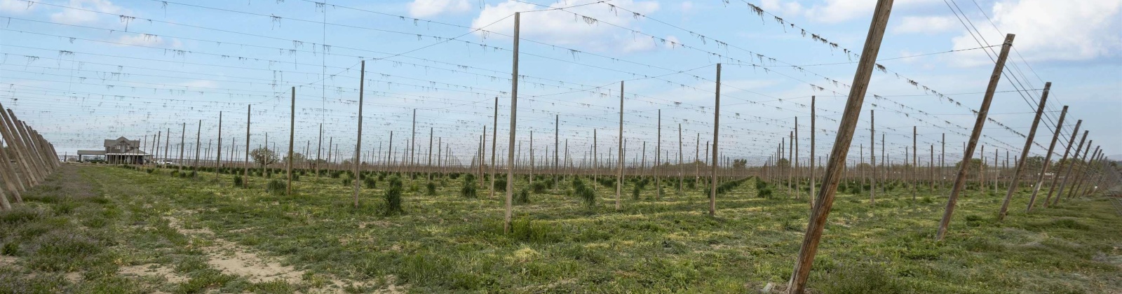 Puterbaugh Rd/Forsell Rd, Grandview, Washington 98930, 0 , 0 ,0,Land/lots,For Sale,Puterbaugh Rd/Forsell Rd,0,280419