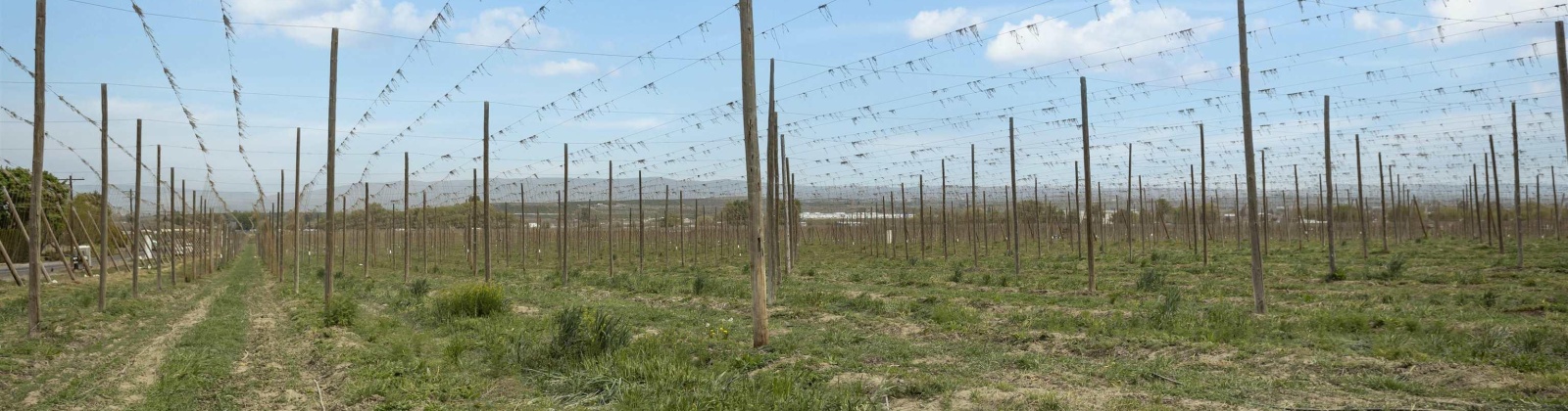 Puterbaugh Rd/Forsell Rd, Grandview, Washington 98930, 0 , 0 ,0,Land/lots,For Sale,Puterbaugh Rd/Forsell Rd,0,280419