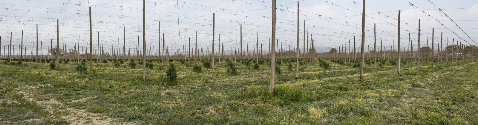 Puterbaugh Rd/Forsell Rd, Grandview, Washington 98930, 0 , 0 ,0,Land/lots,For Sale,Puterbaugh Rd/Forsell Rd,0,280419