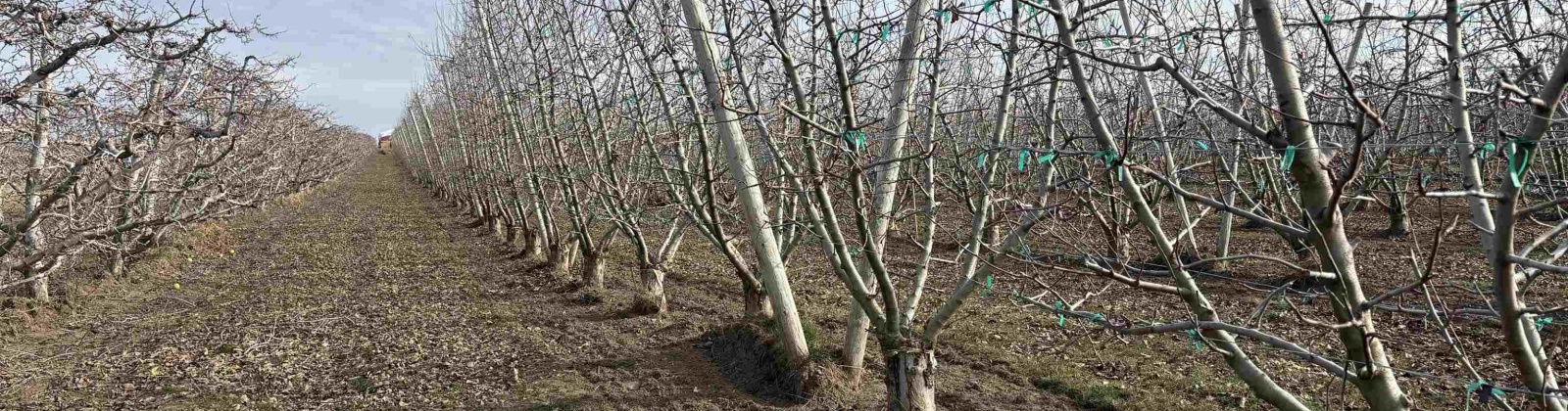 Fern Road, Othello, Washington 99344, 0 , 0 ,0,Agricultural Land,For Sale,Fern Road,0,290240