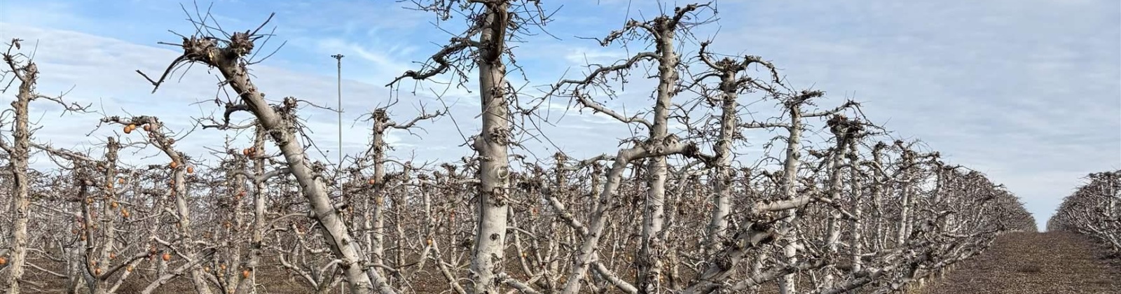 Fern Road, Othello, Washington 99344, 0 , 0 ,0,Agricultural Land,For Sale,Fern Road,0,290240