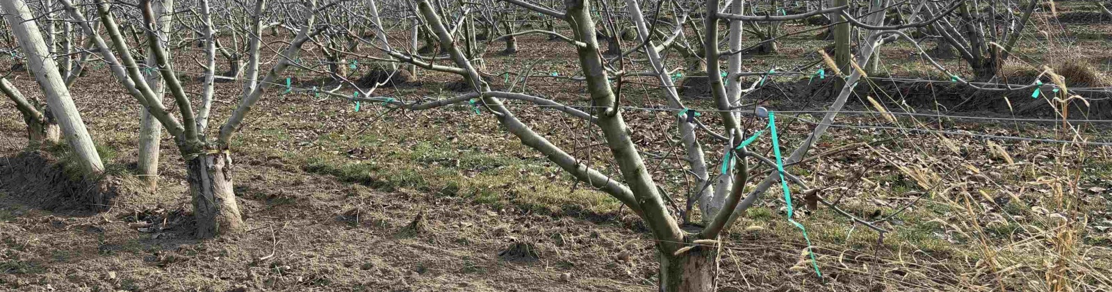 Fern Road, Othello, Washington 99344, 0 , 0 ,0,Agricultural Land,For Sale,Fern Road,0,290240