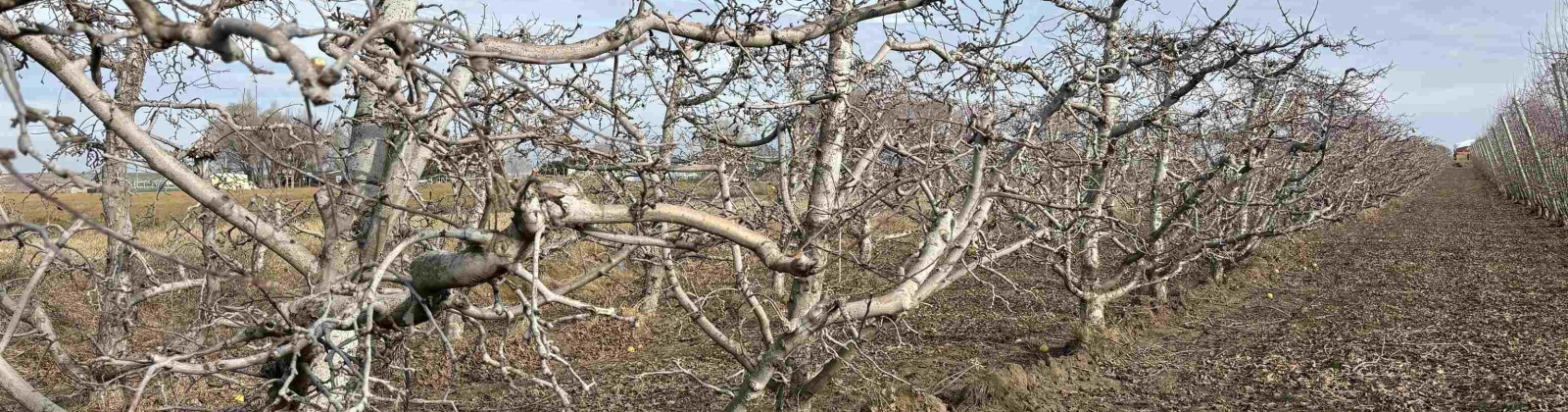 Fern Road, Othello, Washington 99344, 0 , 0 ,0,Agricultural Land,For Sale,Fern Road,0,290240