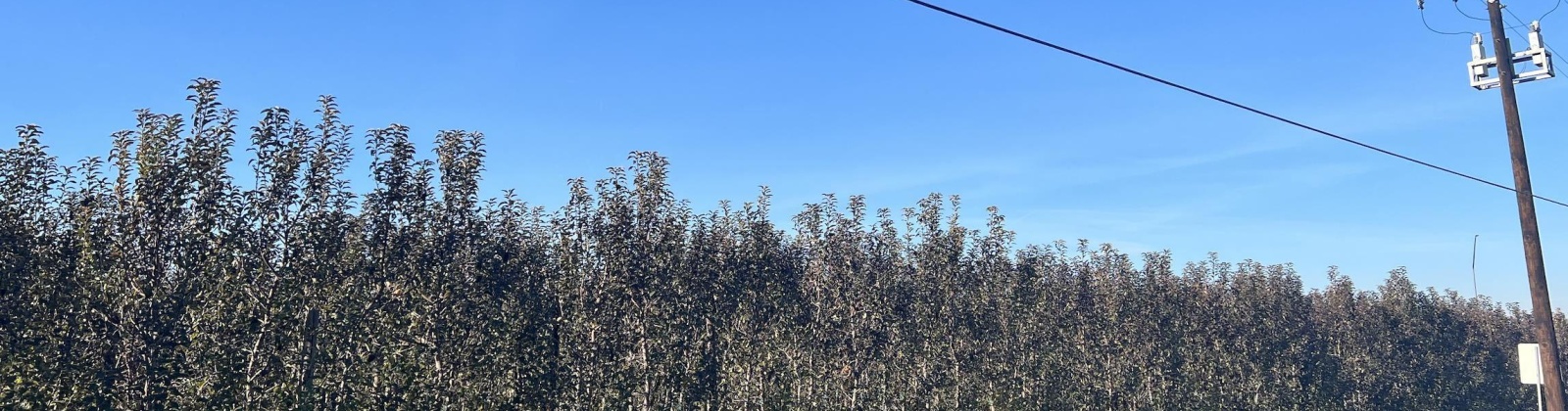 Richards Road., Prosser, Washington 99350, ,Orchard,For Sale,Richards Road.,272531