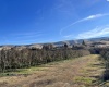 Richards Road., Prosser, Washington 99350, ,Orchard,For Sale,Richards Road.,272531