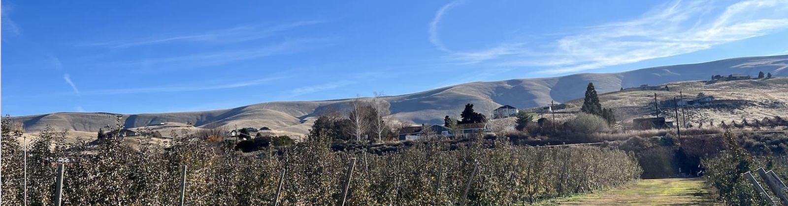Richards Road., Prosser, Washington 99350, ,Orchard,For Sale,Richards Road.,272531