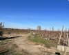 Richards Road., Prosser, Washington 99350, ,Orchard,For Sale,Richards Road.,272531
