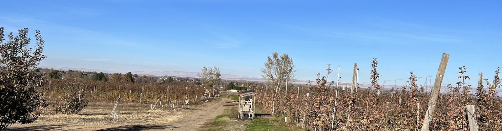 Richards Road., Prosser, Washington 99350, ,Orchard,For Sale,Richards Road.,272531
